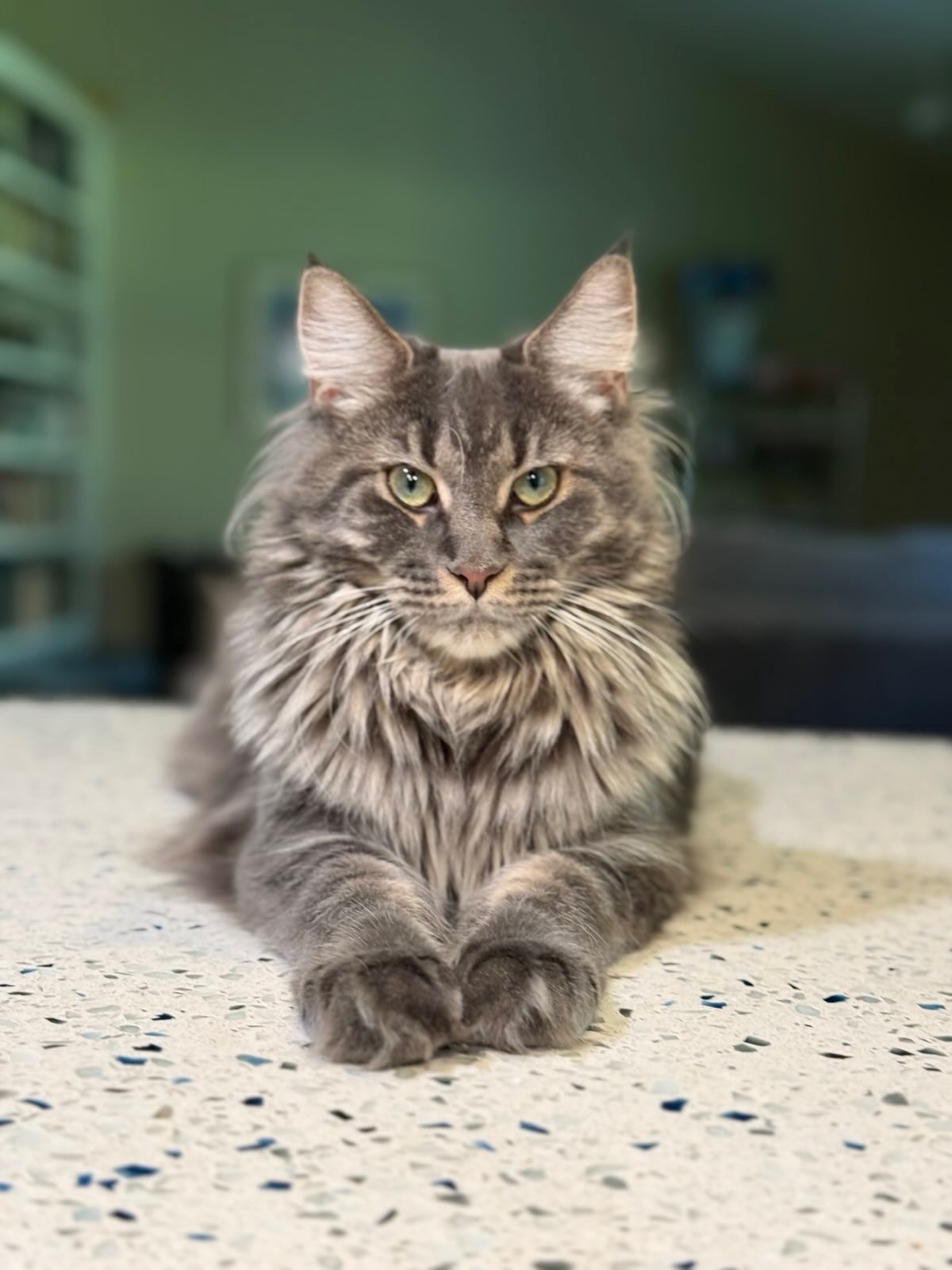 Purrita Maine Coon